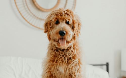 Freundlicher Hund in heller Ferienwohnung – haustierfreundliche Unterkunft Lana Freundlicher Hund in heller Ferienwohnung – haustierfreundliche Unterkunft Lana